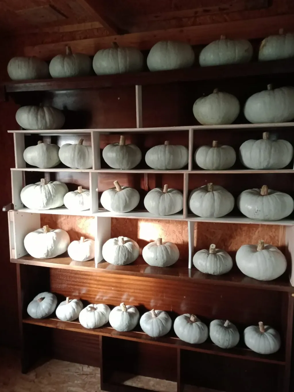 Courges bleues de Hongrie