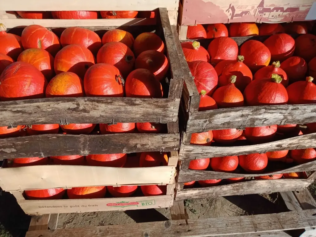 Récolte de potimarrons