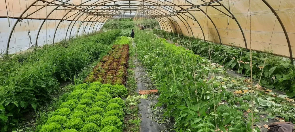 Serre et tutorage des tomates