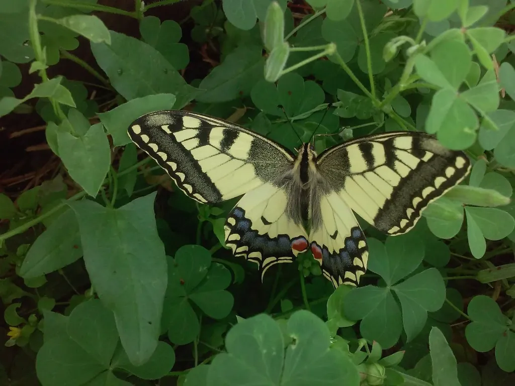 Papillon machaon