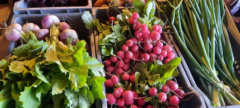 Légumes et radis
